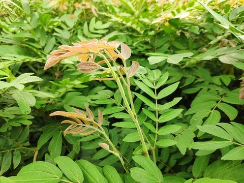 朱纓花葉子