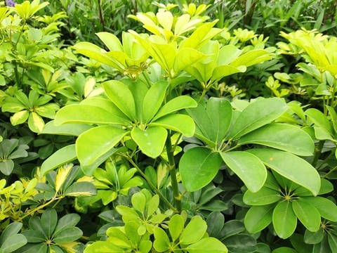 鵝掌柴