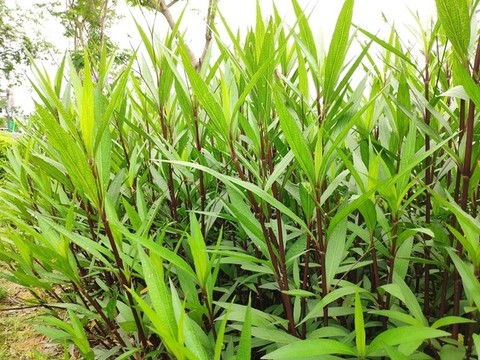 藍花草