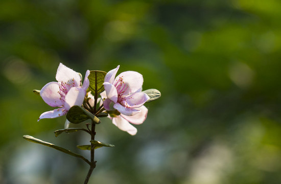 山捻花