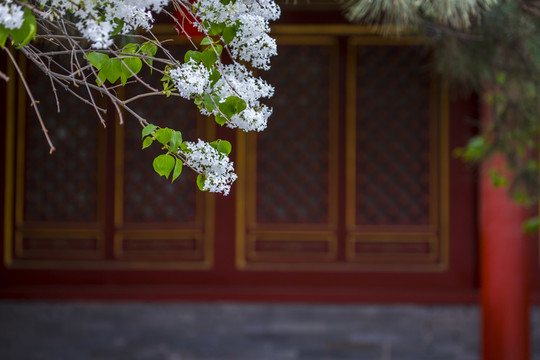 丁香