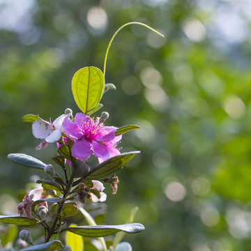 山花爛漫