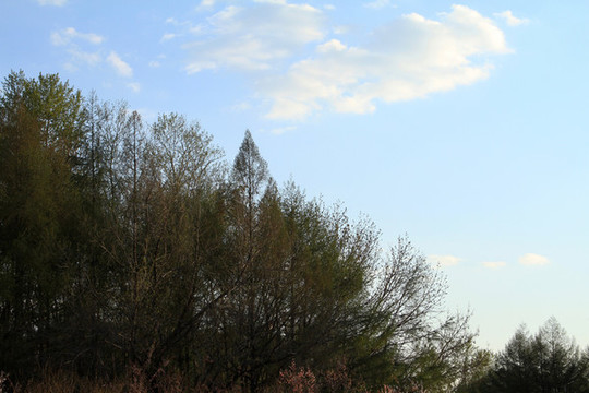 樹與藍(lán)天