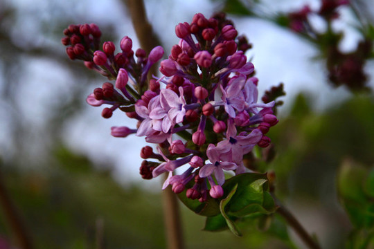 丁香花