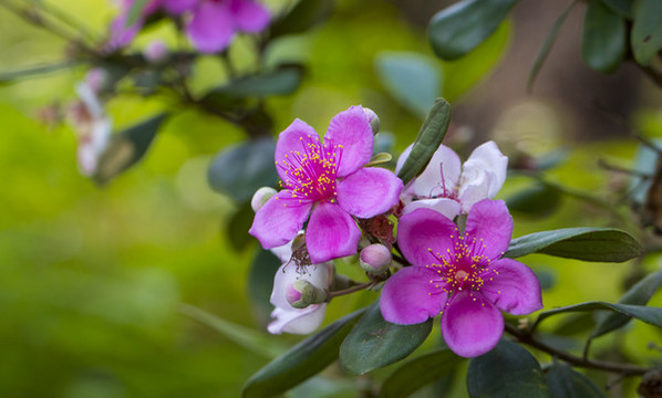 山花爛漫