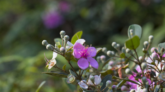 山花爛漫