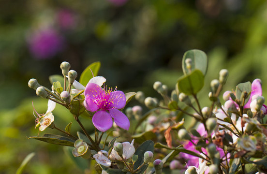 山花爛漫