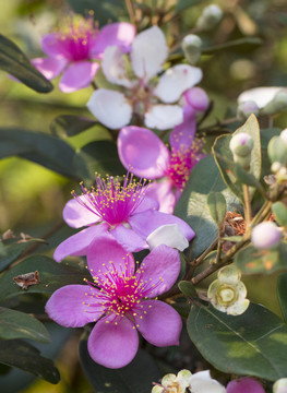 山菍花