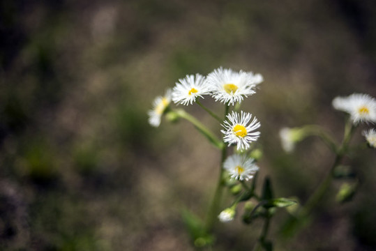小蓬草花
