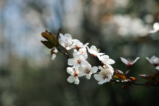 櫻花