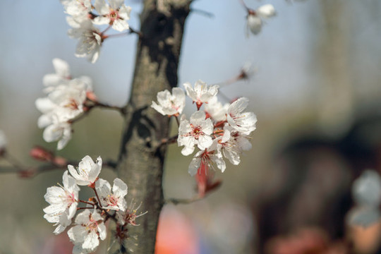 櫻花