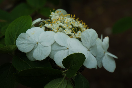 瓊花