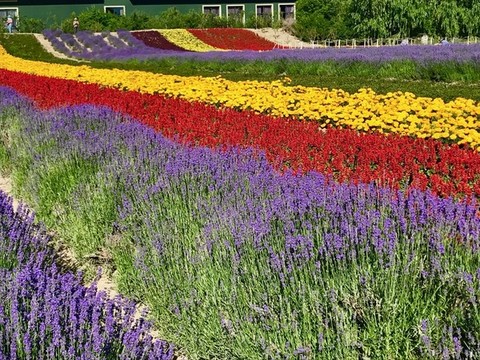 新疆薰衣草花田