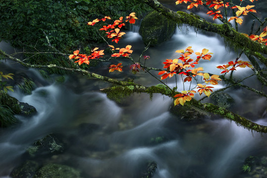 花溪