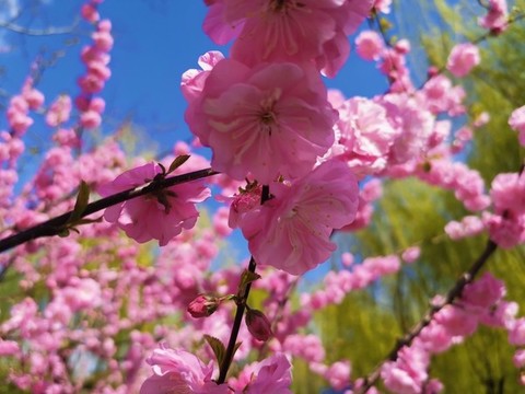 櫻花