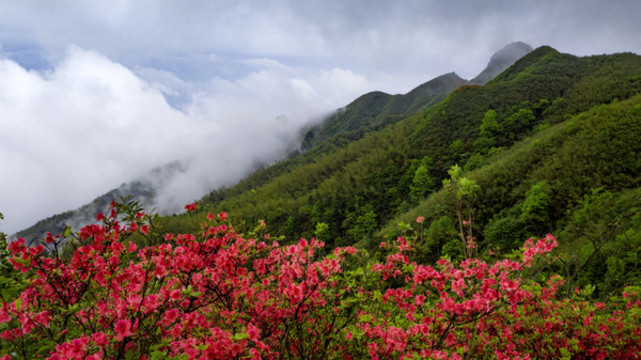 武功山杜鵑