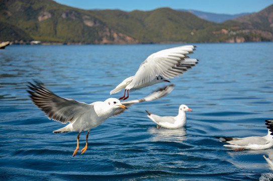 瀘沽湖海鷗