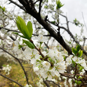 李子花