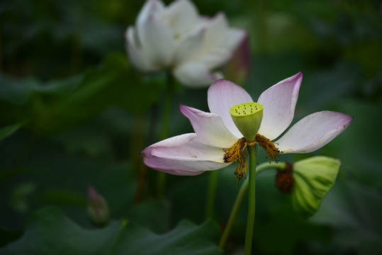 荷花