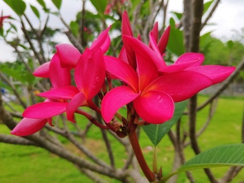 紅花雞蛋花