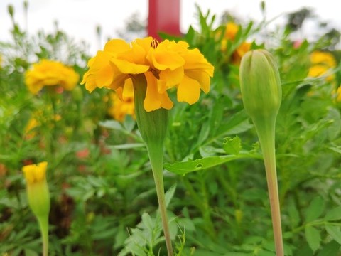 萬壽菊