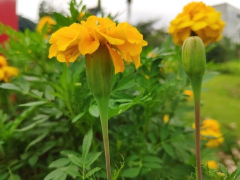 萬壽菊