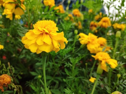 臭菊花