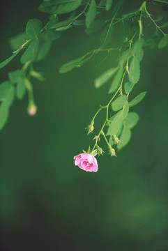 薔薇花