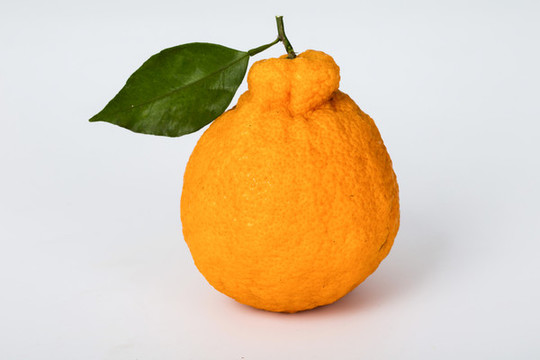 丑桔