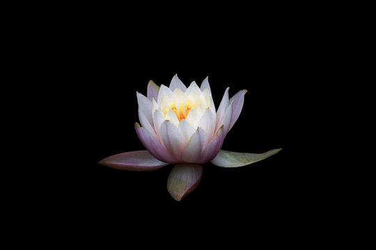 一朵小白花
