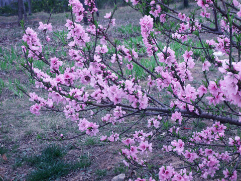 桃花