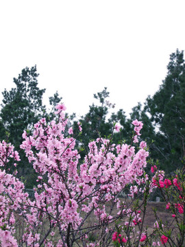 桃花