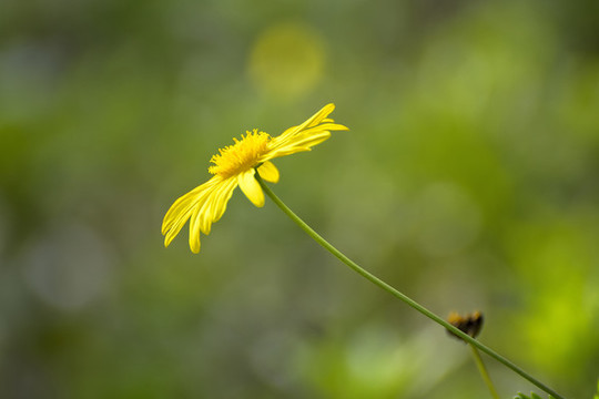 黃色菊花