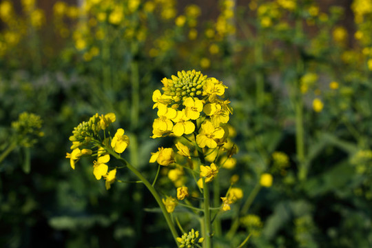 油菜花