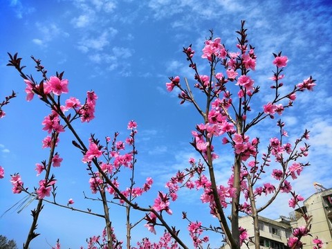 桃花