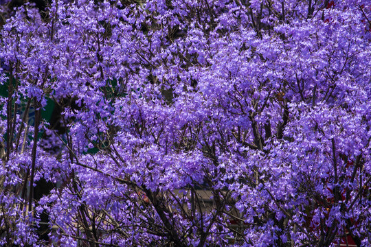 盛開的藍(lán)花楹純凈背景素材