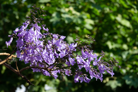 浪漫藍(lán)花楹特寫(xiě)素材