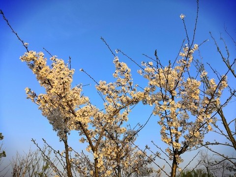 香梨花