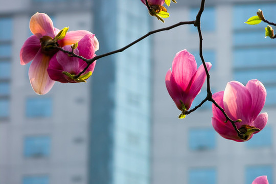 玉蘭花