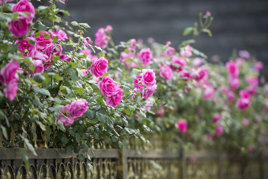 薔薇花