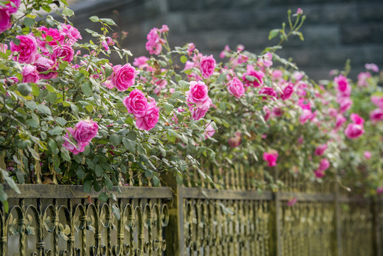薔薇