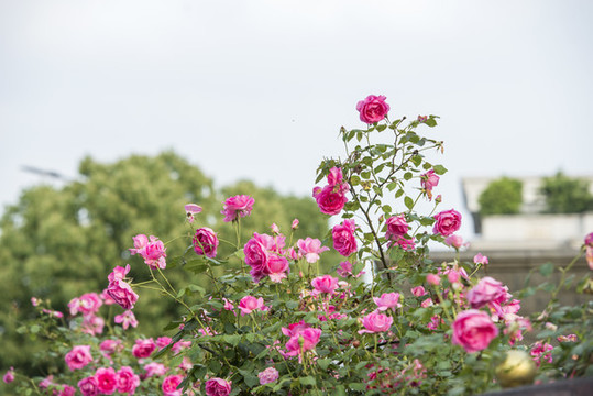 薔薇花