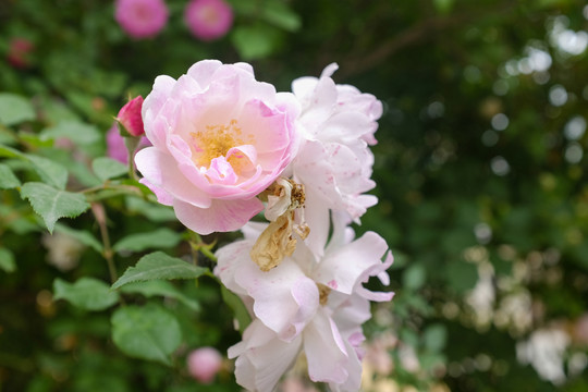 粉紅色薔薇特寫