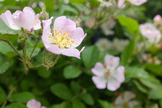 粉紅色薔薇