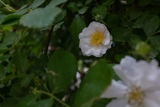 粉紅色薔薇