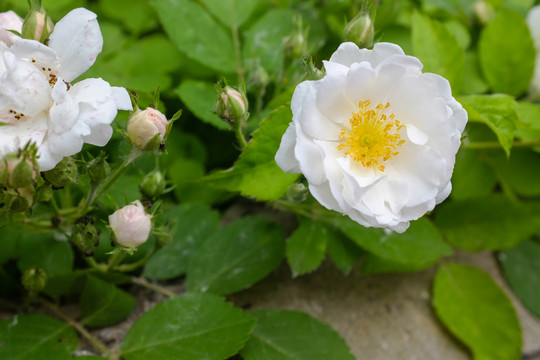 白色的薔薇