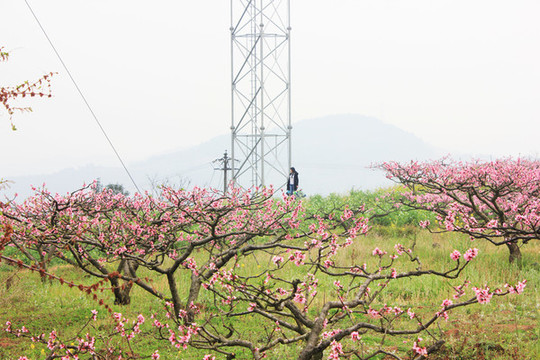 成都龍泉桃花