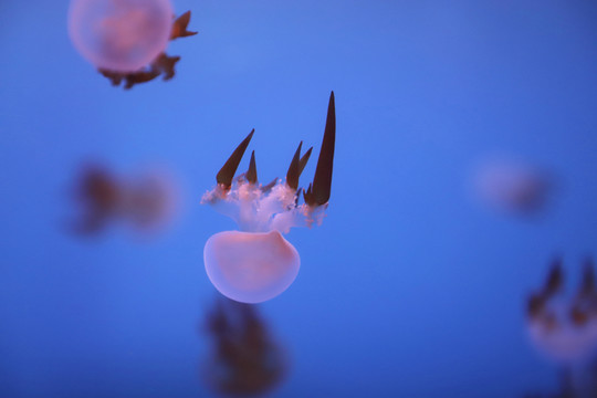 浮游生物