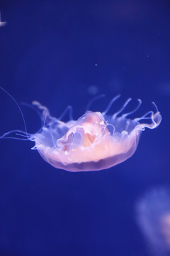形態(tài)各異的海洋水母