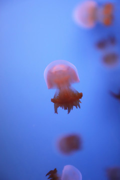 可愛的海蜇水母